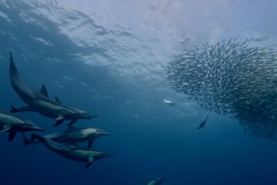 Sardine Run